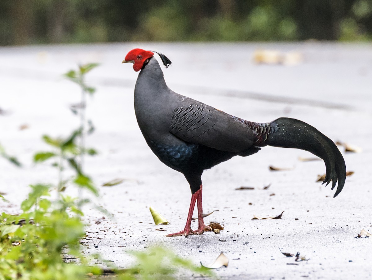 Siamese Fireback - ML641721402