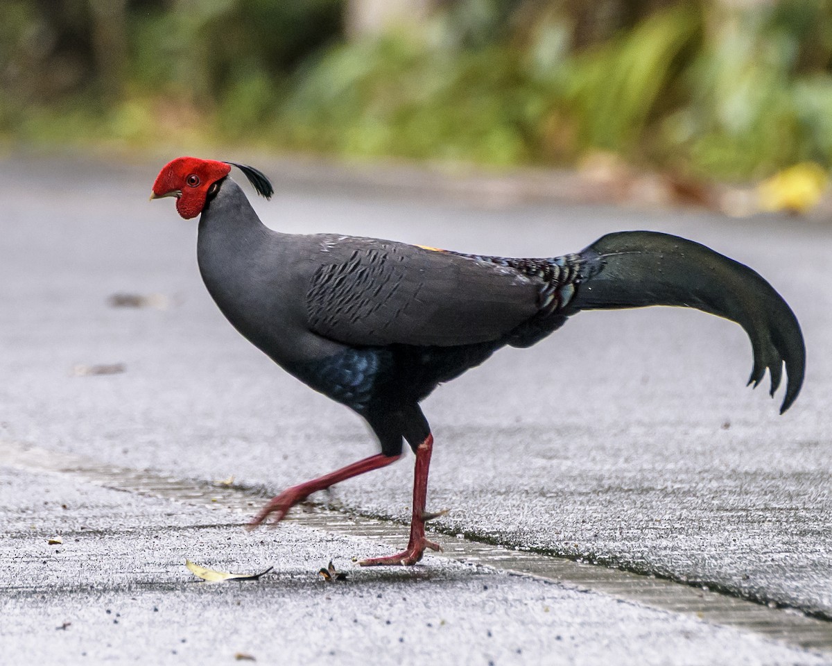 Siamese Fireback - ML641721403