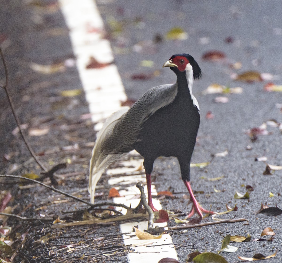 Silver Pheasant - ML641721411