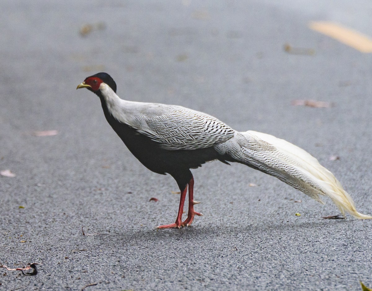 Silver Pheasant - ML641721412