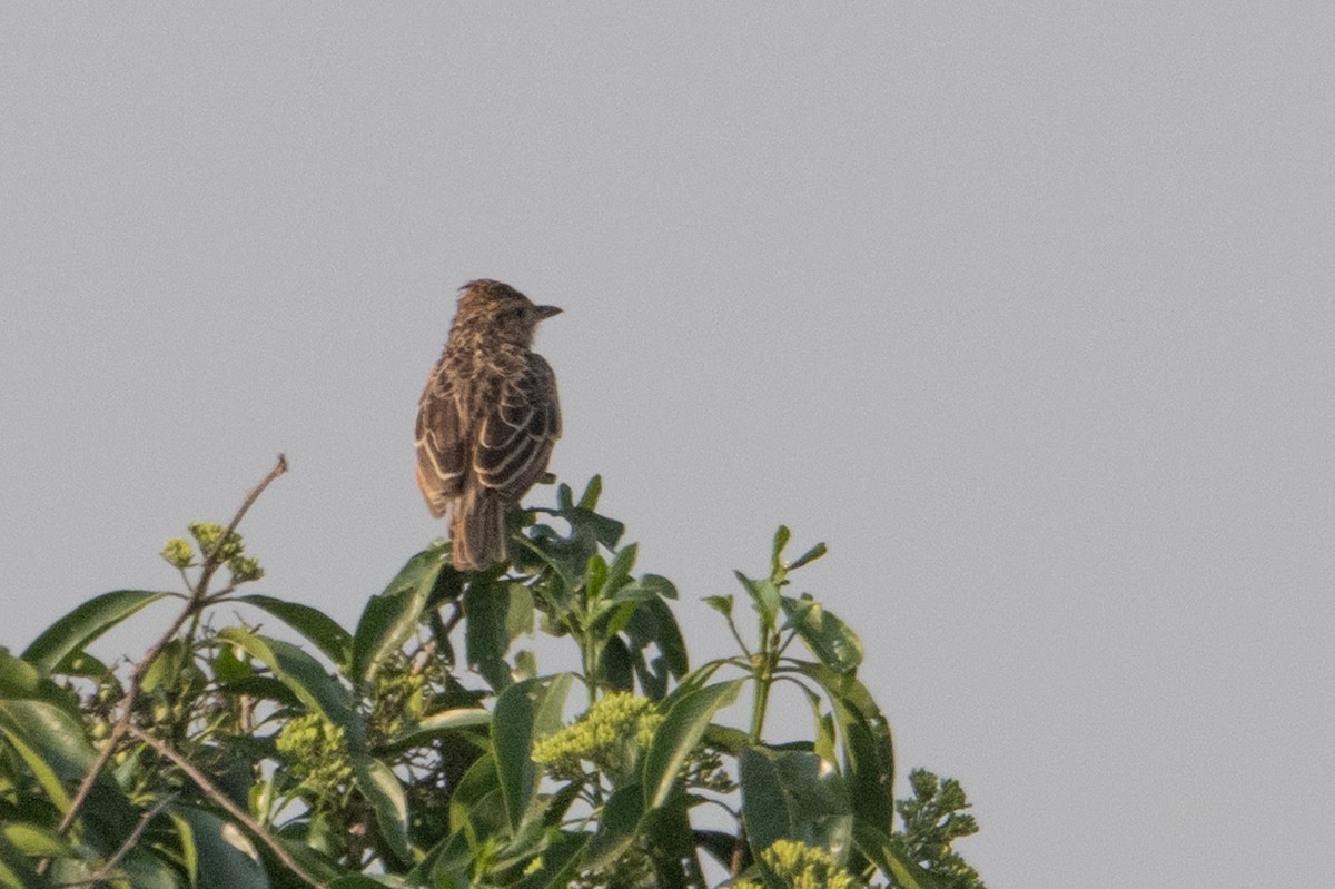 Rufous-naped Lark - ML641721464