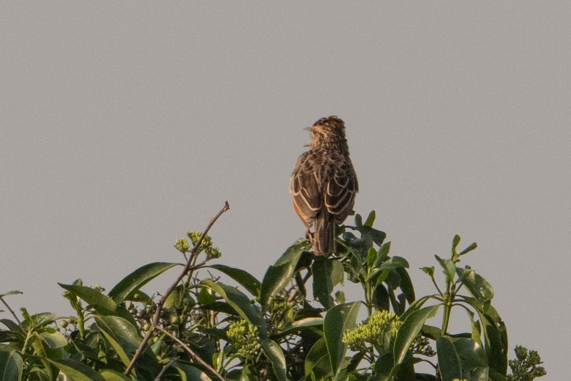 Rufous-naped Lark - ML641721466