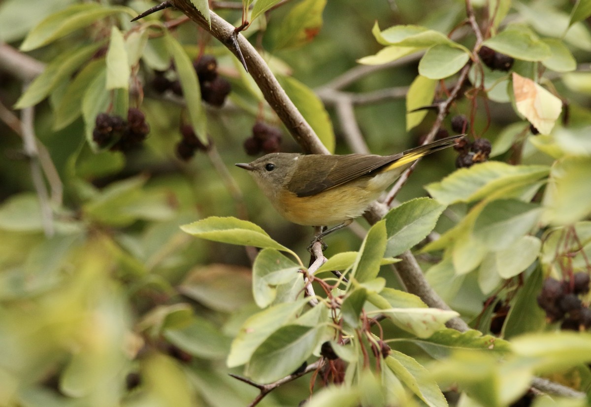 American Redstart - ML641721489
