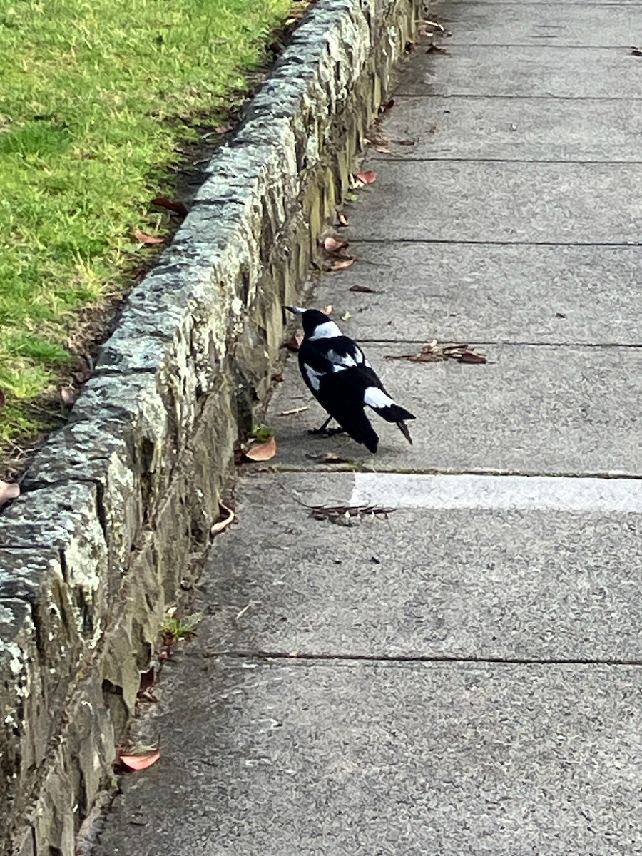 Australian Magpie (Black-backed x White-backed) - ML641721492