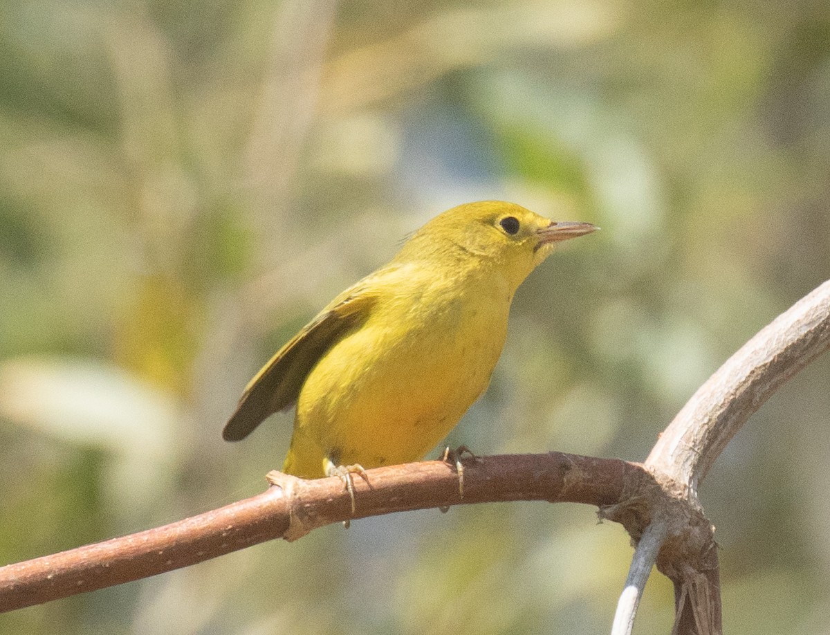 Yellow Warbler (Northern) - ML641721493
