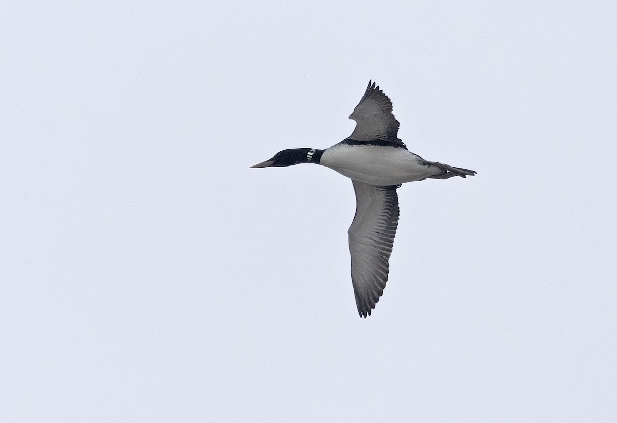 Yellow-billed Loon - ML641721494