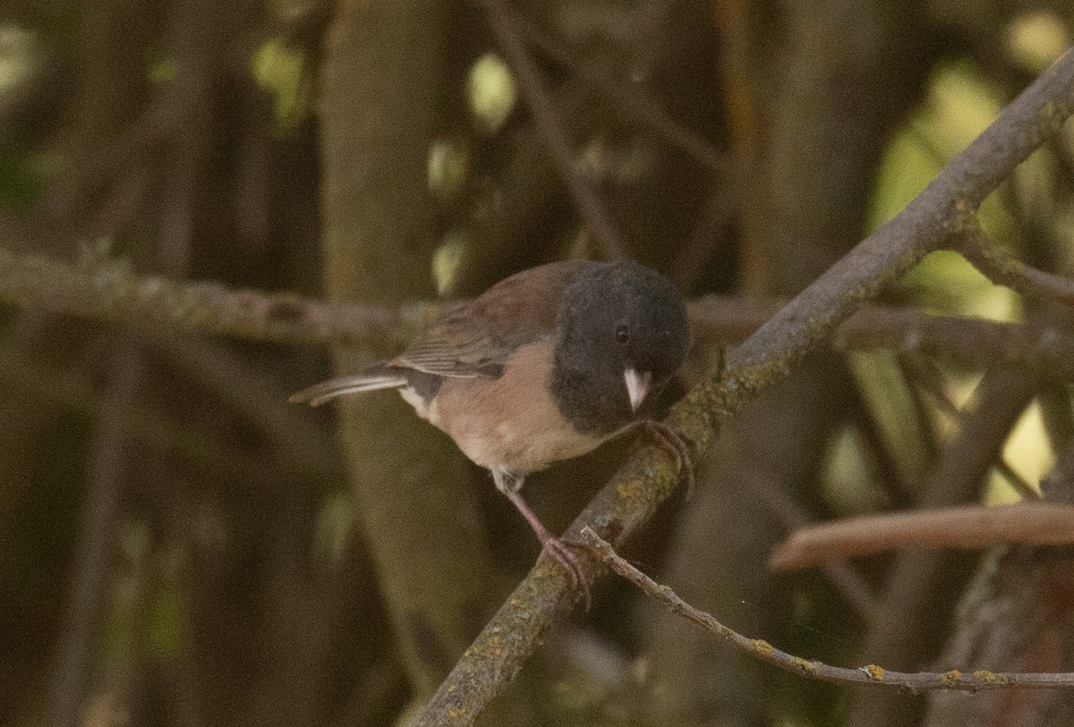 Dark-eyed Junco (Oregon) - ML641721497