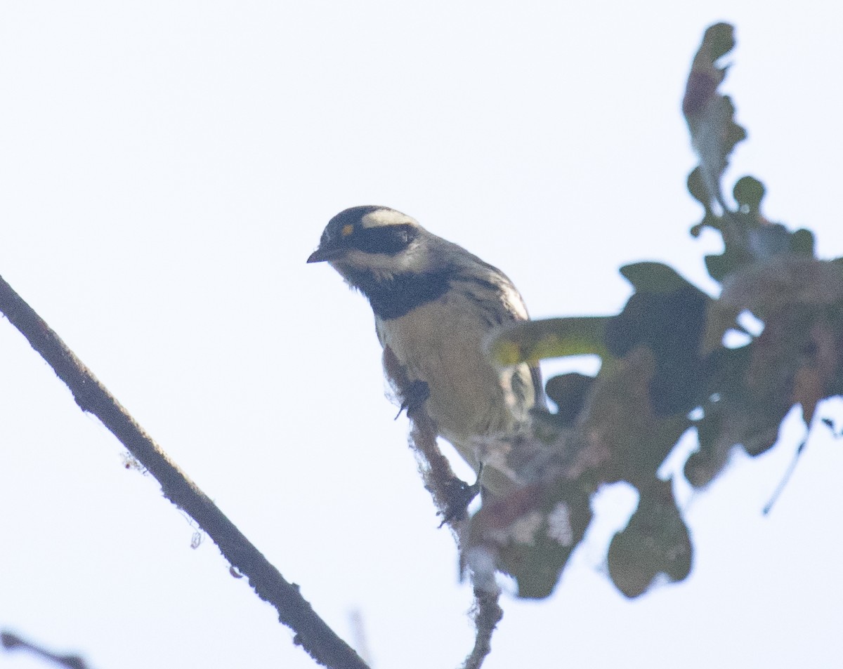 Black-throated Gray Warbler - ML641721513