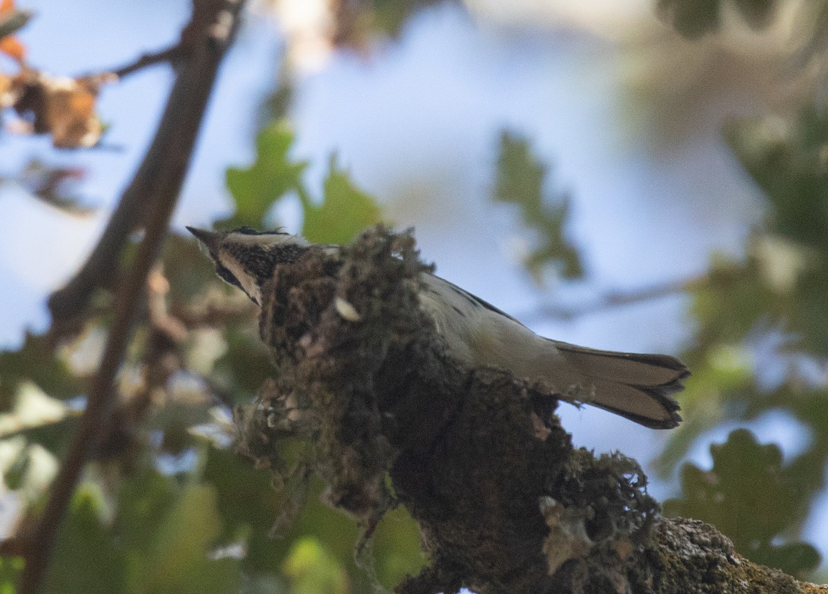 Black-throated Gray Warbler - ML641721514