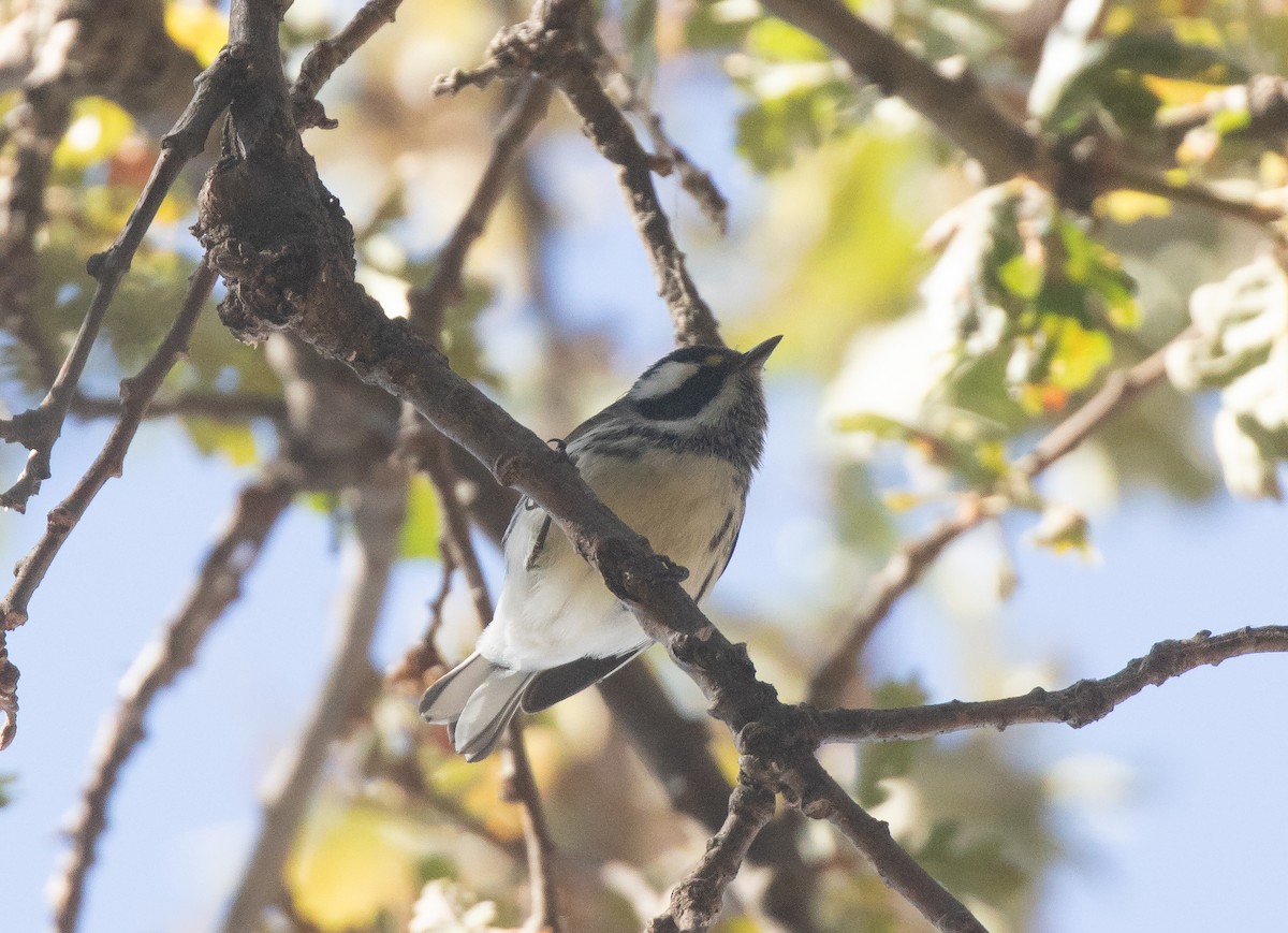Black-throated Gray Warbler - ML641721515