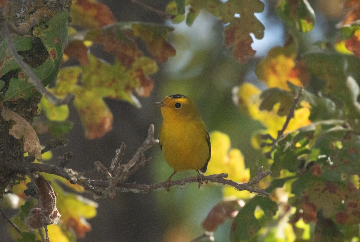 Wilson's Warbler - ML641721521