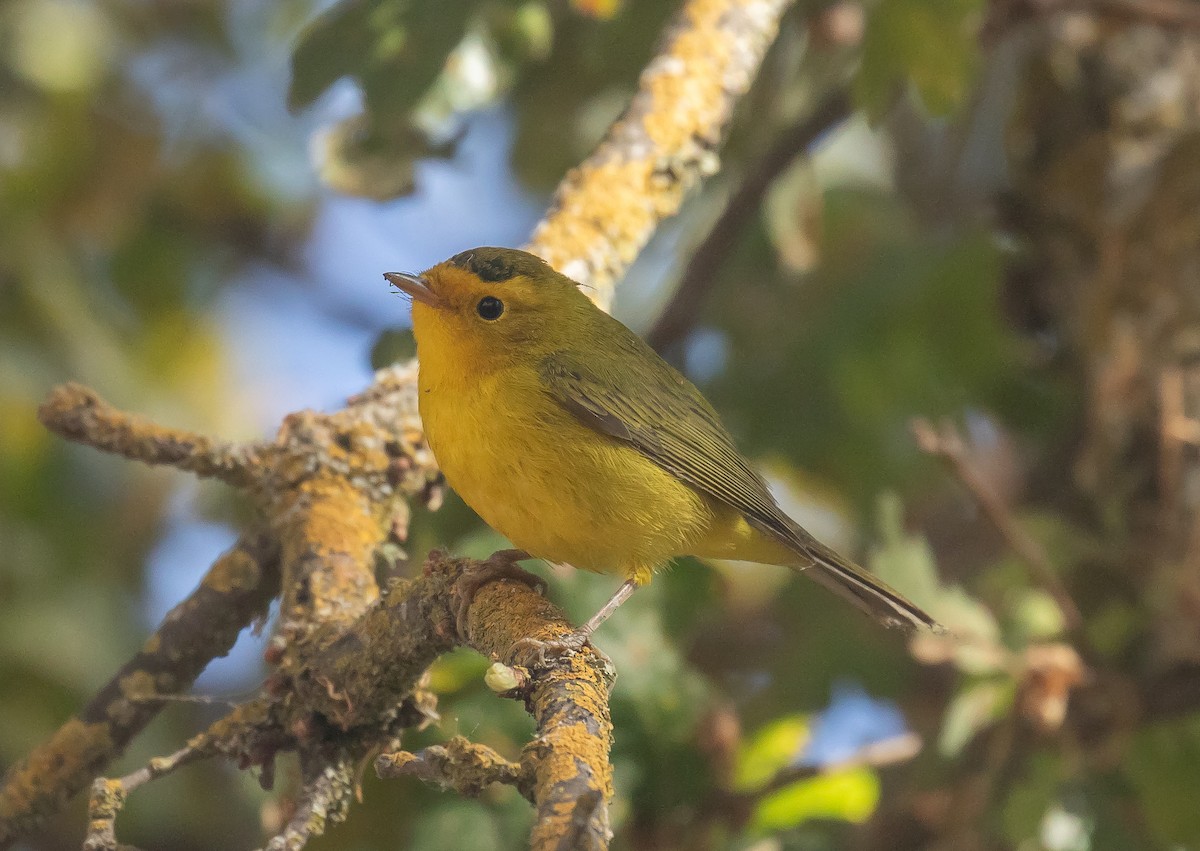 Wilson's Warbler - ML641721523