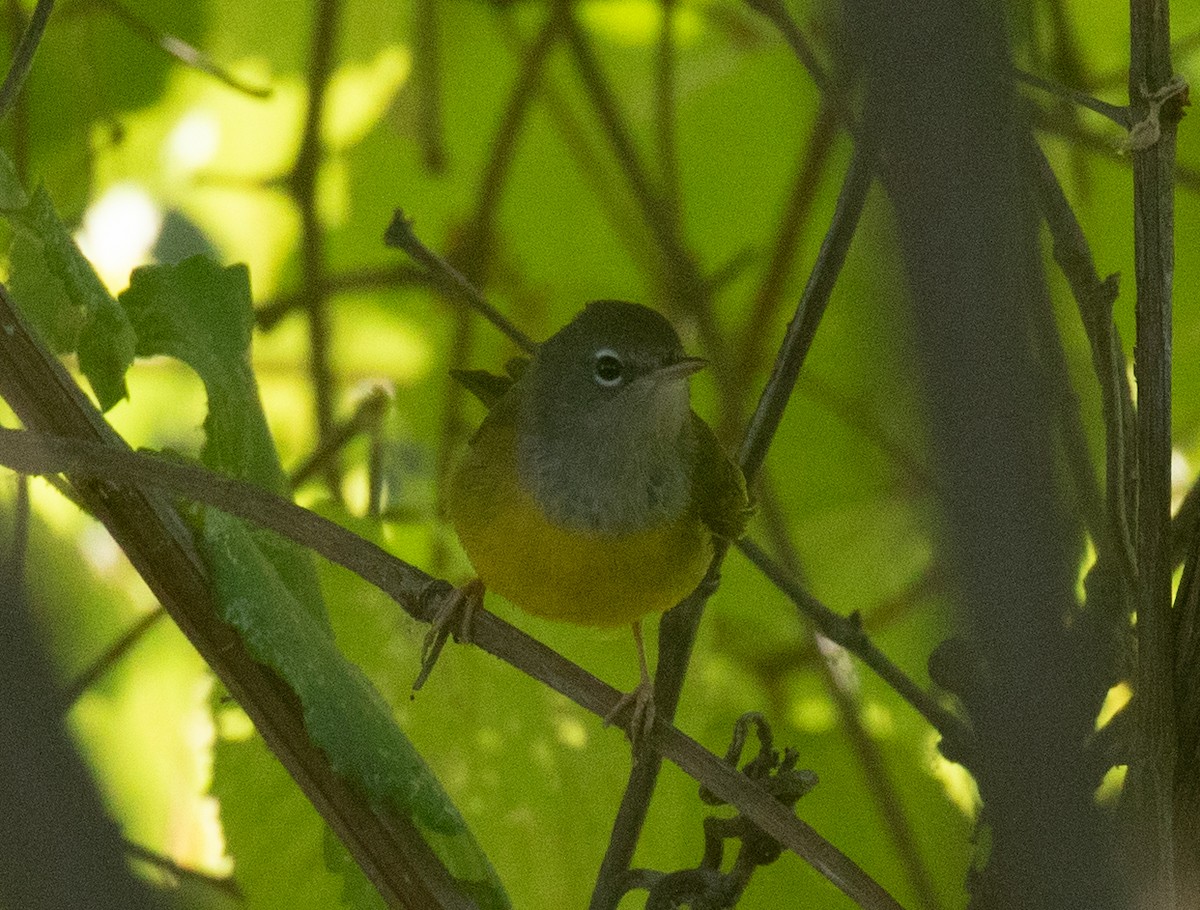 MacGillivray's Warbler - ML641721527