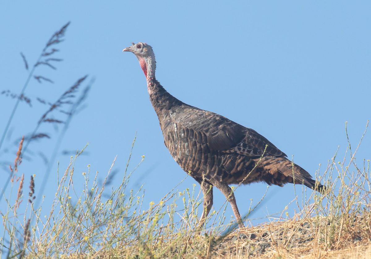 Wild Turkey - ML641721533