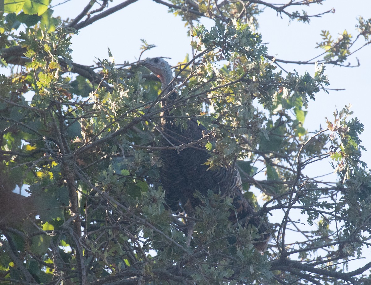 Wild Turkey - ML641721534