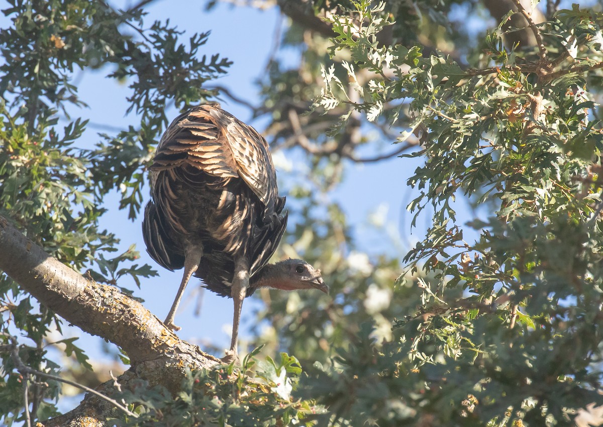 Wild Turkey - ML641721536