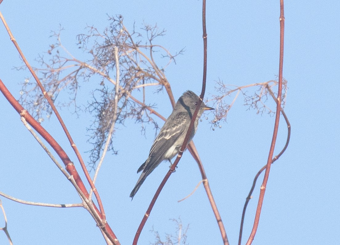 Western Wood-Pewee - ML641721540