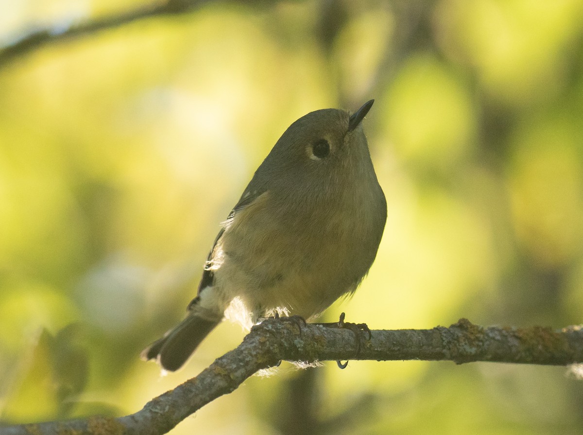 Ruby-crowned Kinglet - ML641721543