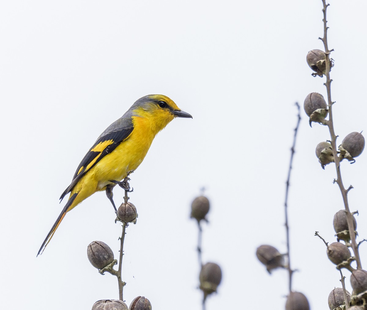 Scarlet Minivet - ML641721546