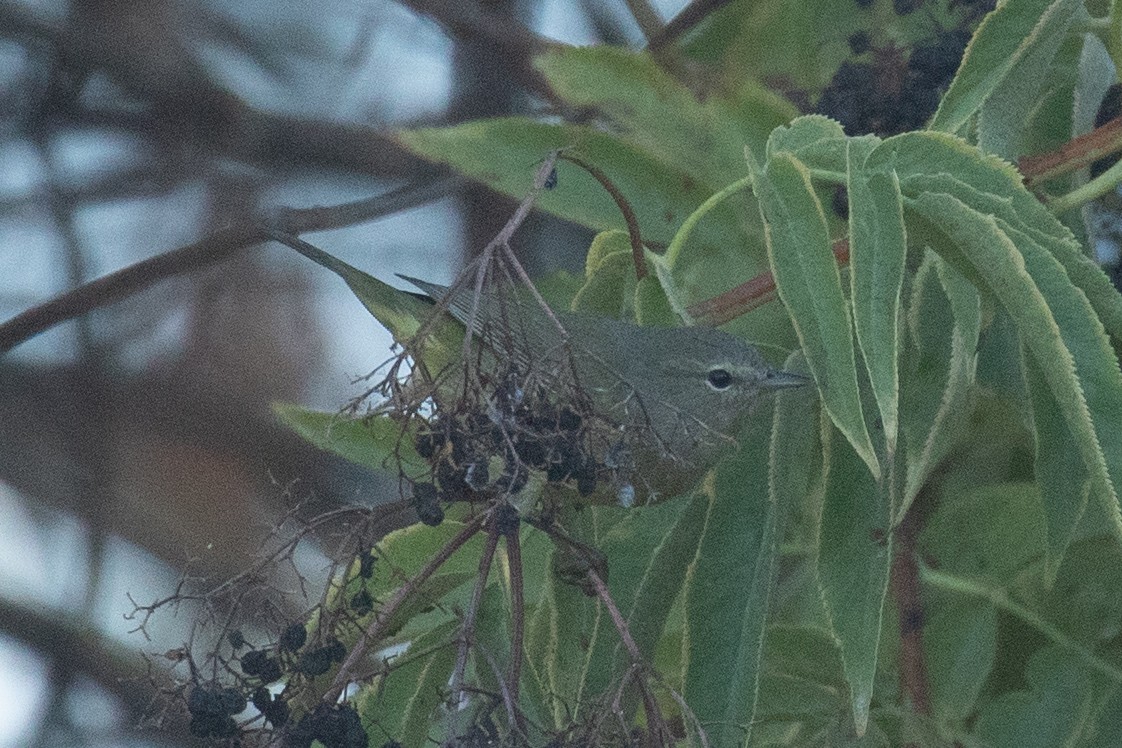 Orange-crowned Warbler (orestera) - ML641721551