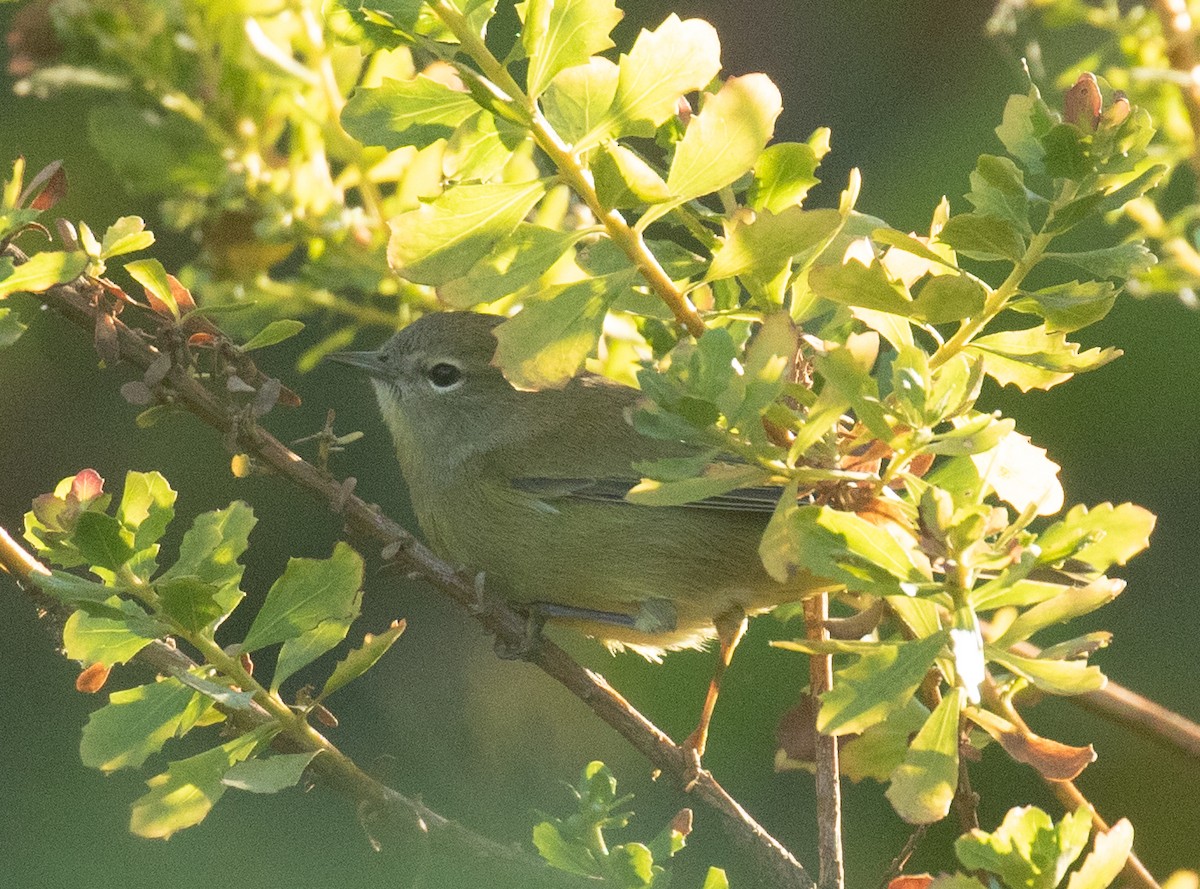 Orange-crowned Warbler (orestera) - ML641721552
