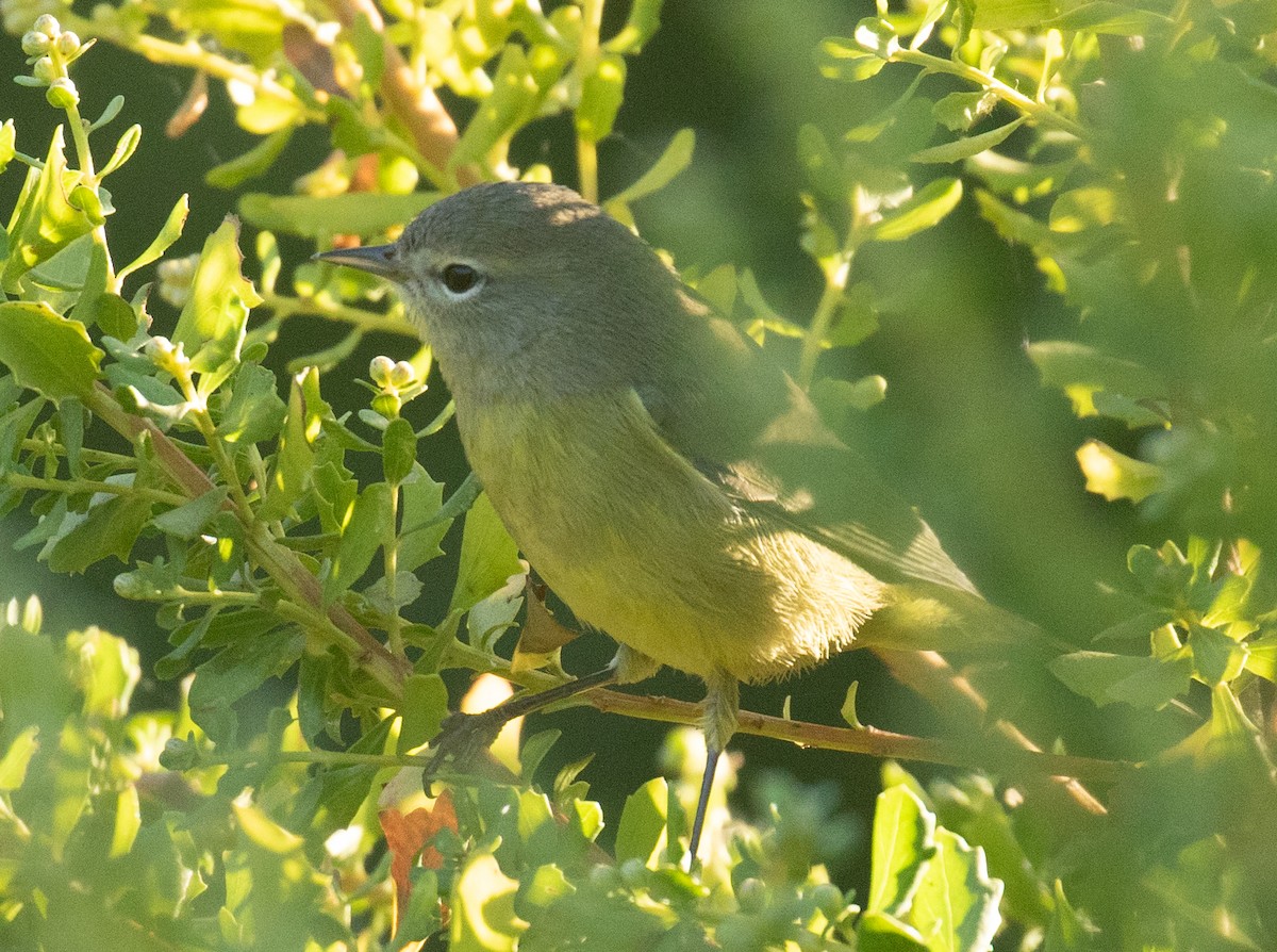 Orange-crowned Warbler (orestera) - ML641721553