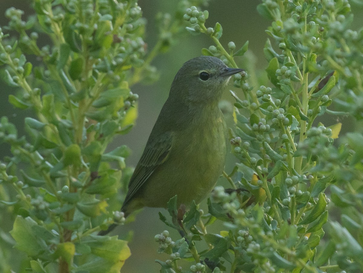 Orange-crowned Warbler (orestera) - ML641721554