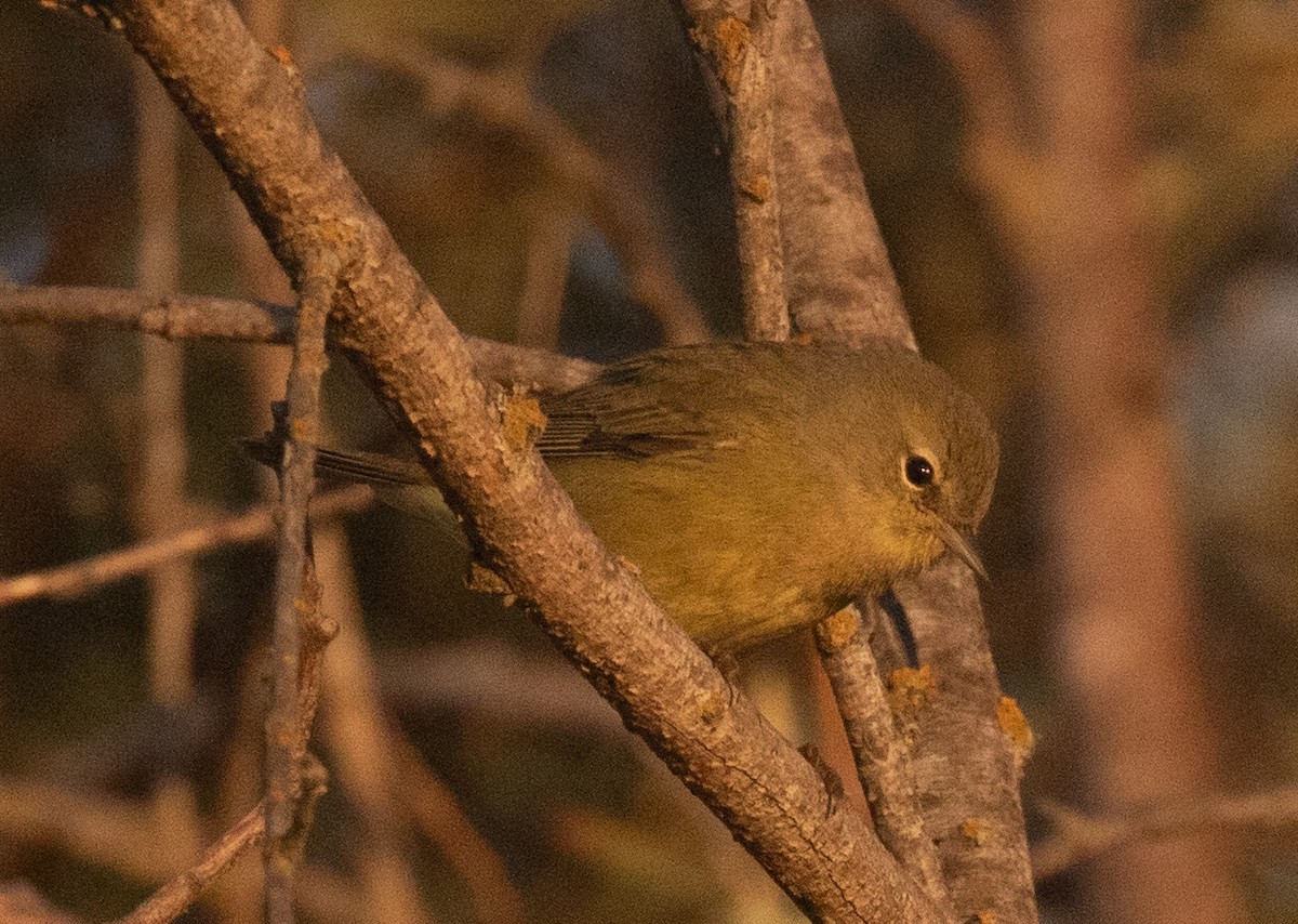 Orange-crowned Warbler (lutescens) - ML641721573
