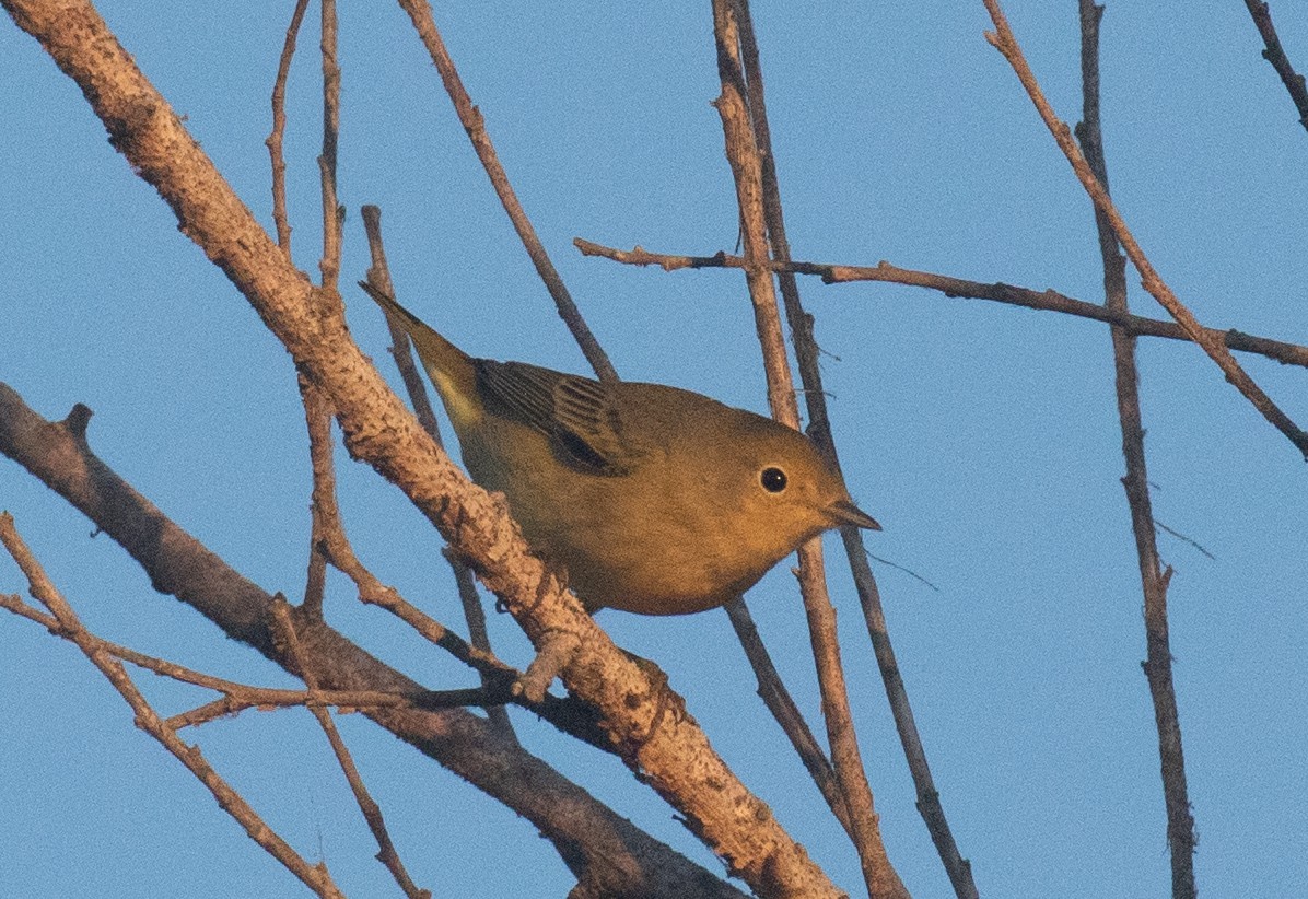 Yellow Warbler (Northern) - ML641721578