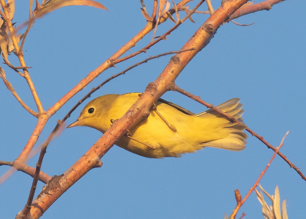 Yellow Warbler (Northern) - ML641721579