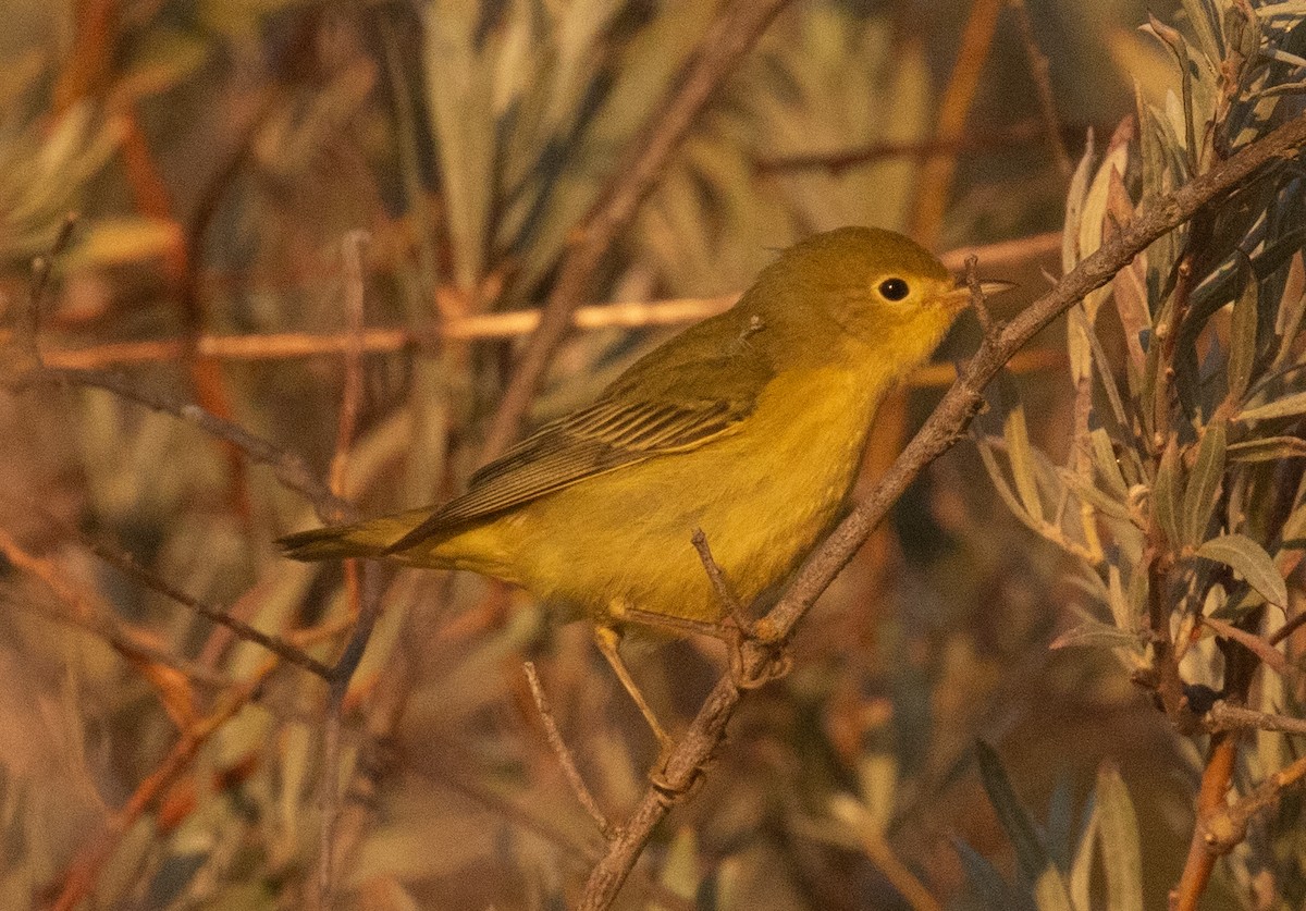 Yellow Warbler (Northern) - ML641721580