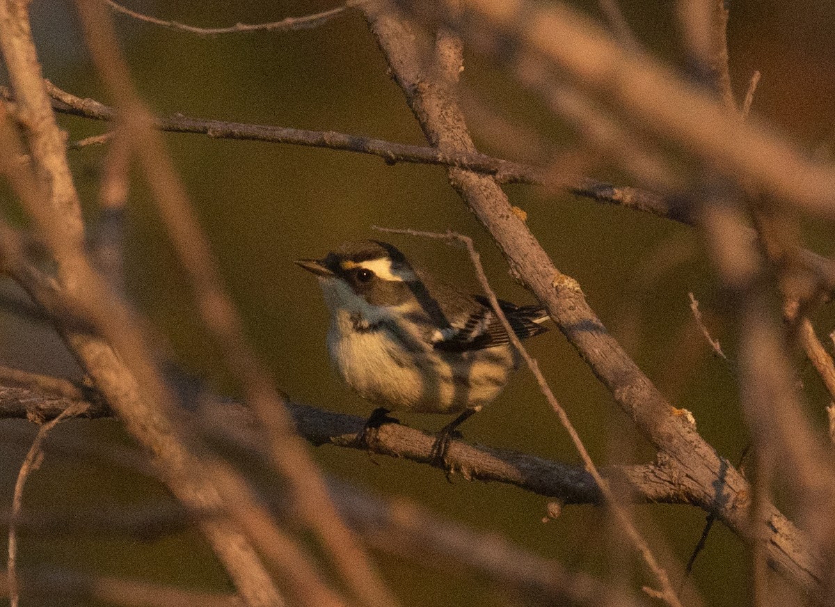 Black-throated Gray Warbler - ML641721582