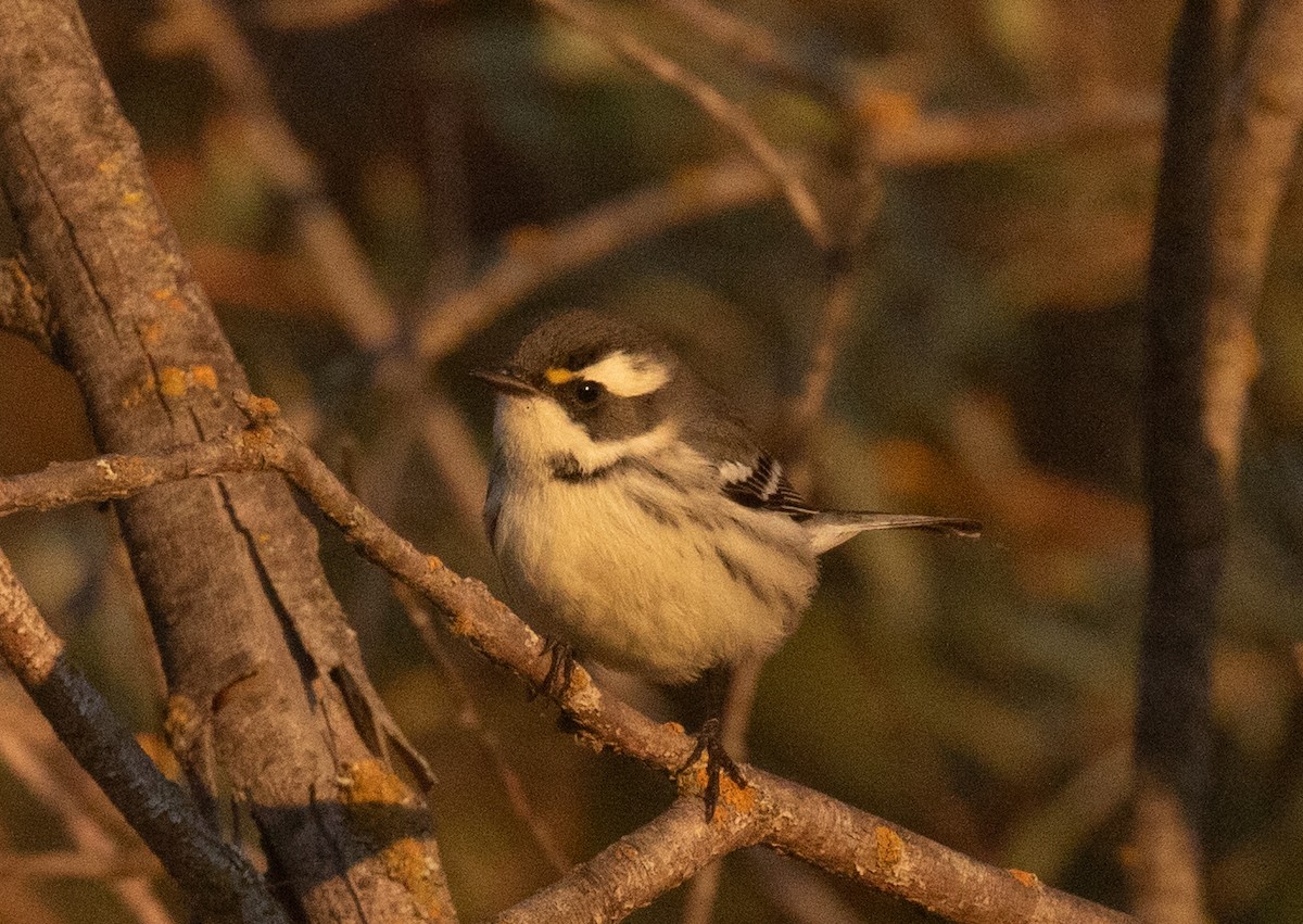 Black-throated Gray Warbler - ML641721583
