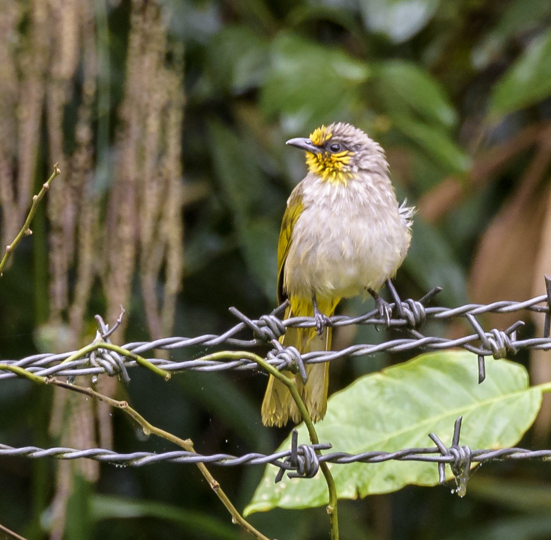 Stripe-throated Bulbul - ML641721602