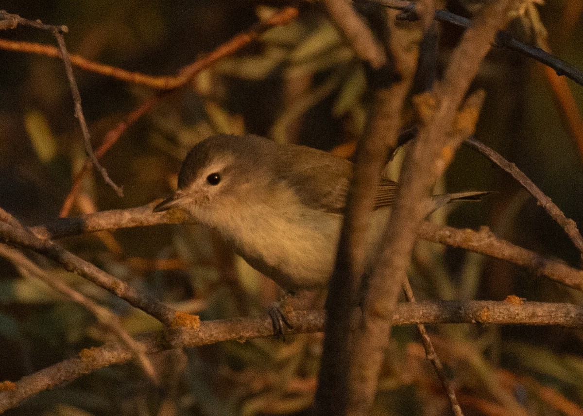 Warbling Vireo - ML641721605