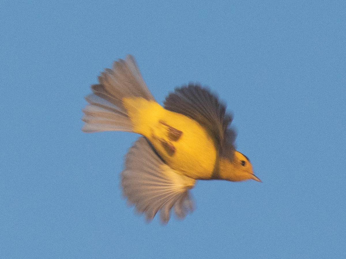 Wilson's Warbler - ML641721612