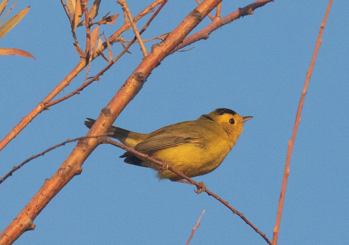 Wilson's Warbler - ML641721613
