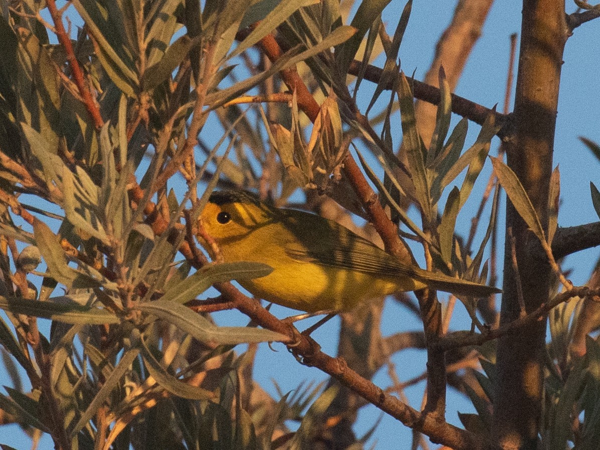 Wilson's Warbler - ML641721619