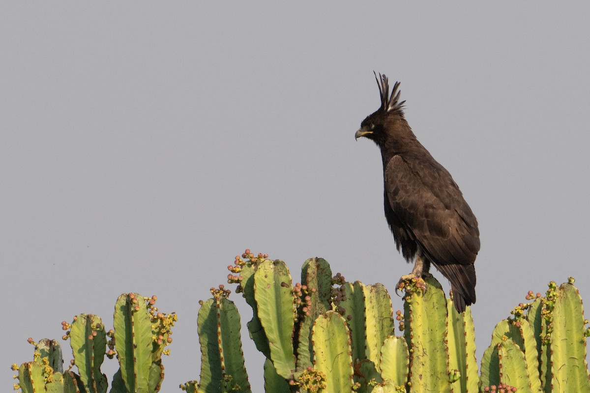 Long-crested Eagle - ML641721620