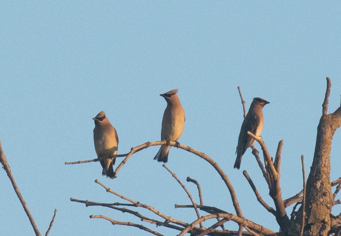 Cedar Waxwing - ML641721625