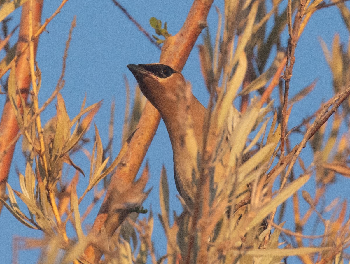 Cedar Waxwing - ML641721626