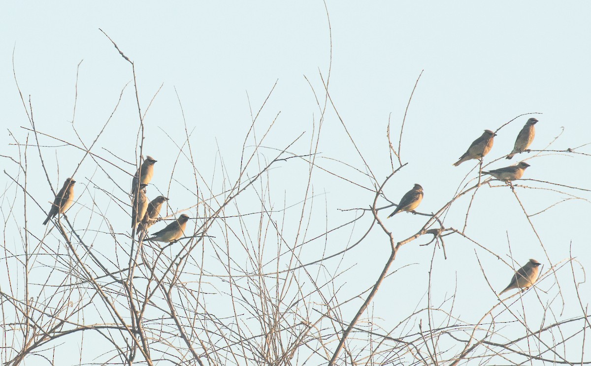Cedar Waxwing - ML641721627