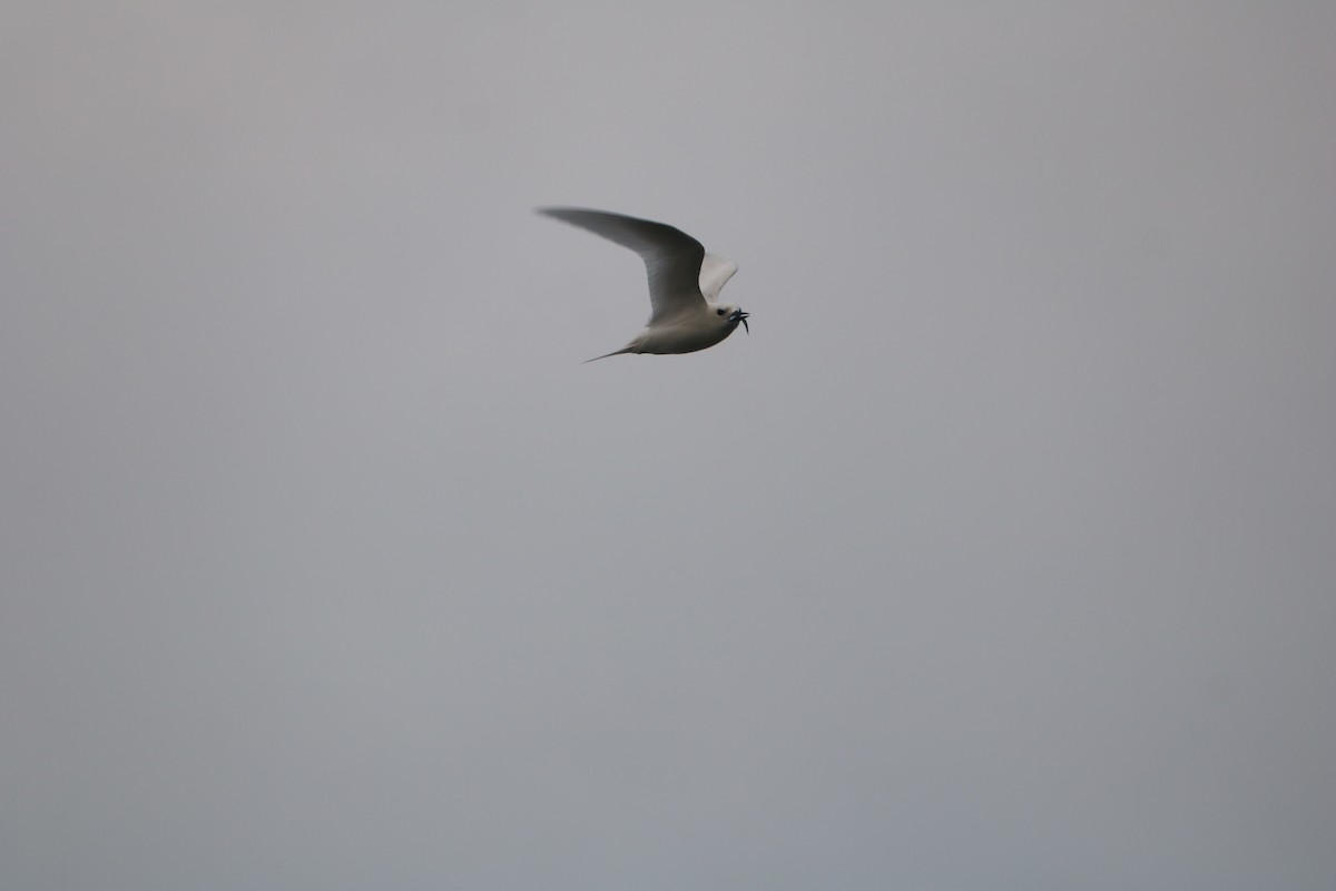 Blue-billed White-Tern - ML641721647