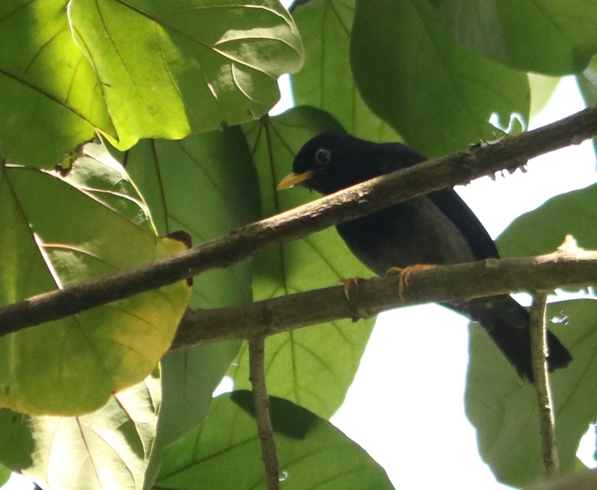 Yellow-legged Thrush - ML641721665