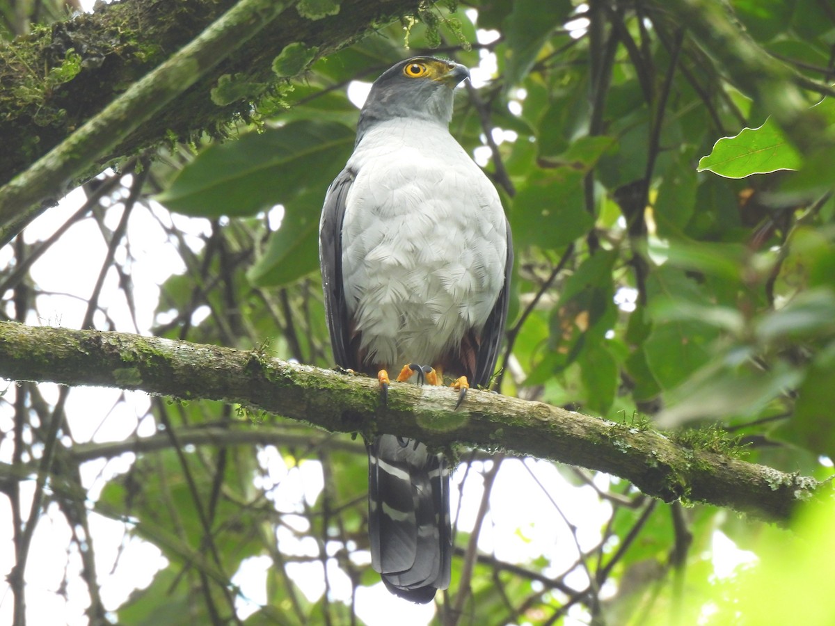 Bicolored Hawk - ML641721666