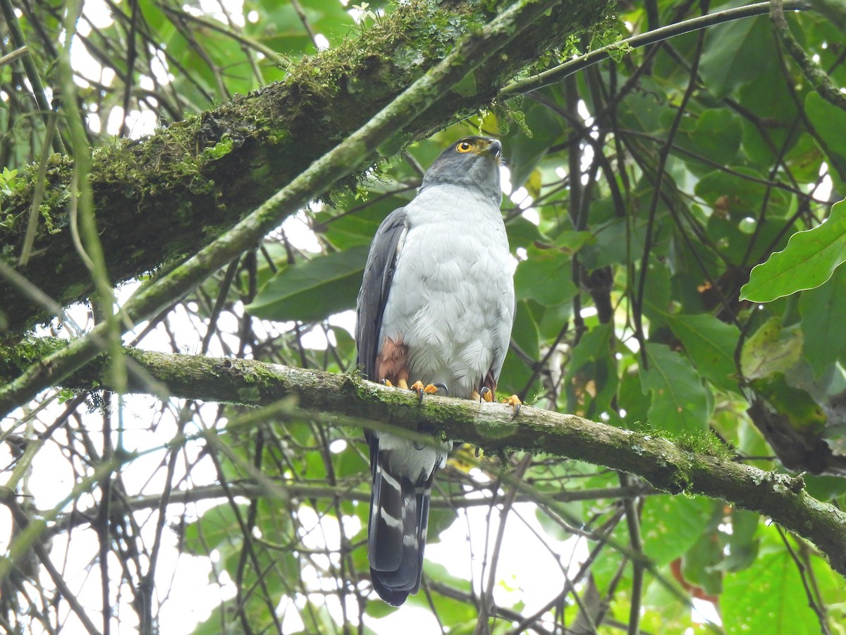 Bicolored Hawk - ML641721667