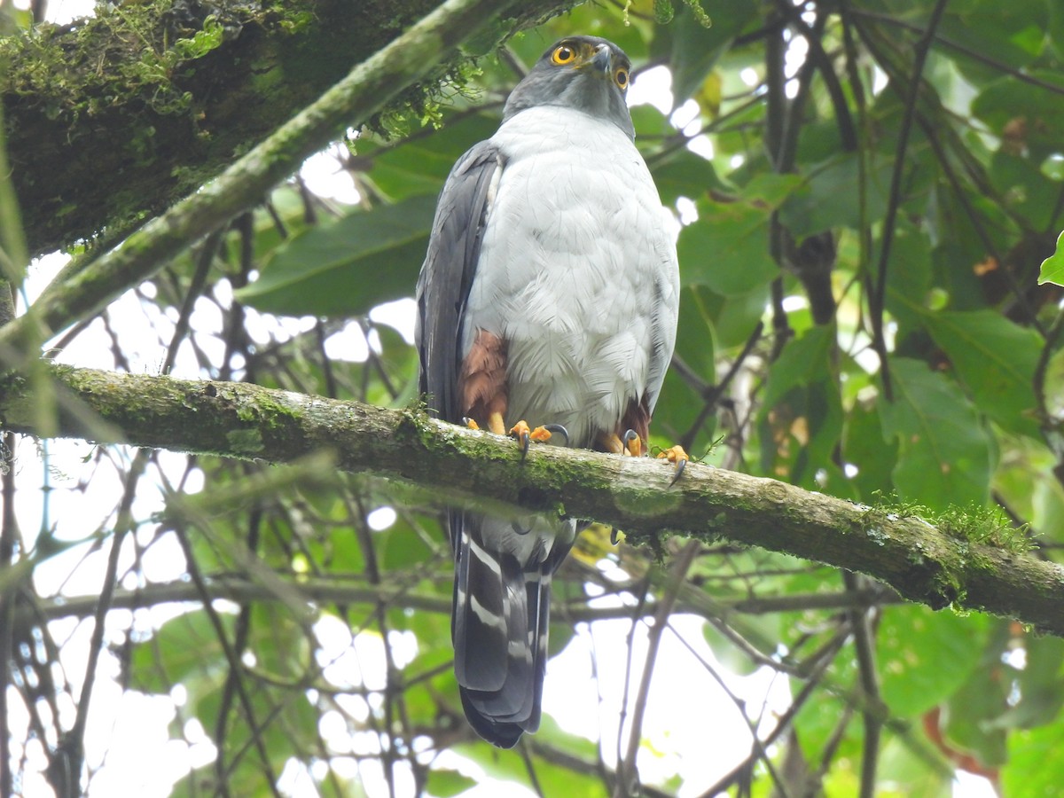 Bicolored Hawk - ML641721668