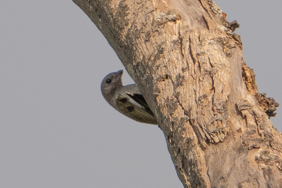 Lesser Honeyguide - ML641721669