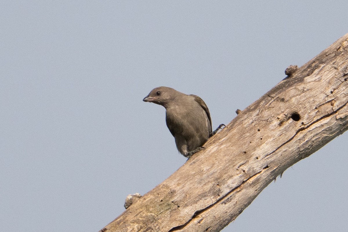 Lesser Honeyguide - ML641721677
