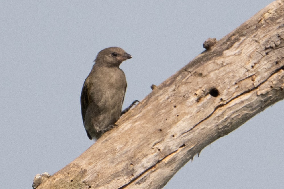 Lesser Honeyguide - ML641721681